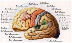 腦萎縮能活多久？