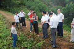 廣西南寧市副市長(zhǎng)溫守榮對(duì)隆安縣中藥材種植情況展開(kāi)調(diào)研